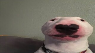 i liek snipe