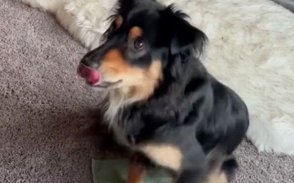 What happens when an owner changes his dog’s mat to a smaller and smaller size?