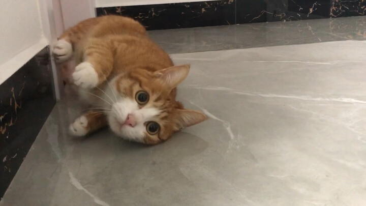 Mari saya tunjukkan trik berguling untuk kalian