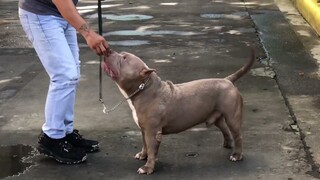 Crazy Rich Bullies / Tanto Edge BigDogs Romania and Bushido / Hernan Dog World TV