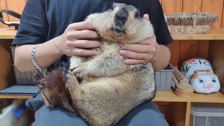 The Daily Life of a Cute Groundhog