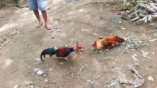 full brothers pongkan bloodline