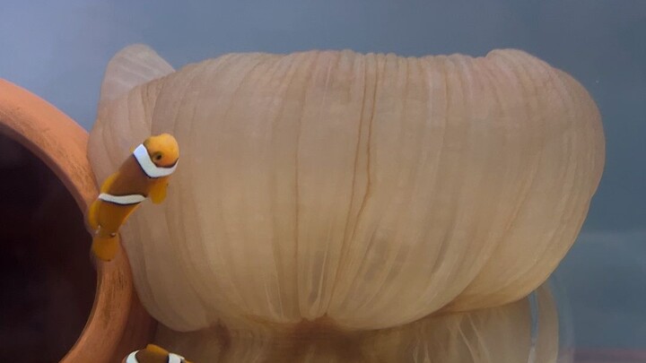 Có cao thủ về nước biển nào giúp xem hải quỳ bị làm sao không! Tôi thay cá hề cảm ơn mọi người!