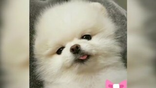 สุนัขน่ารัก
