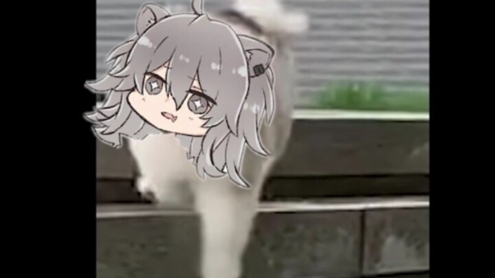 Shibai fell down because he was looking at WTM while walking