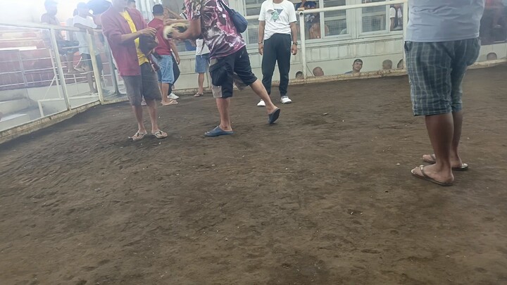 Native Henie Vs quality Gray#ncbbackyard#henie