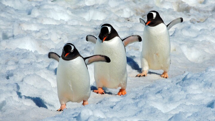 Do you top up Q Coins? A Tencent employee — the Penguin