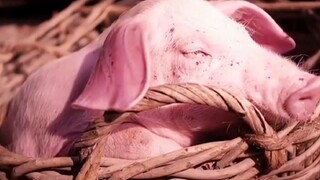 Để thỏa mãn cơn thèm của vợ, chàng trai đã ăn trộm đàn lợn con của xã.