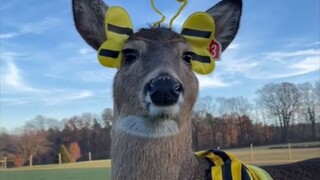 小哥沉迷于装扮他养的鹿鹿们，每一个造型都画风清奇