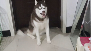 Husky Tuyệt Thực Vì Vắng Bạn Thân