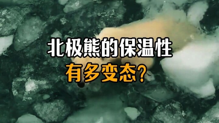 ความเก่งกาจด้านการกักเก็บความร้อนของขนหมีขั้วโลกน่าทึ่งขนาดไหน?