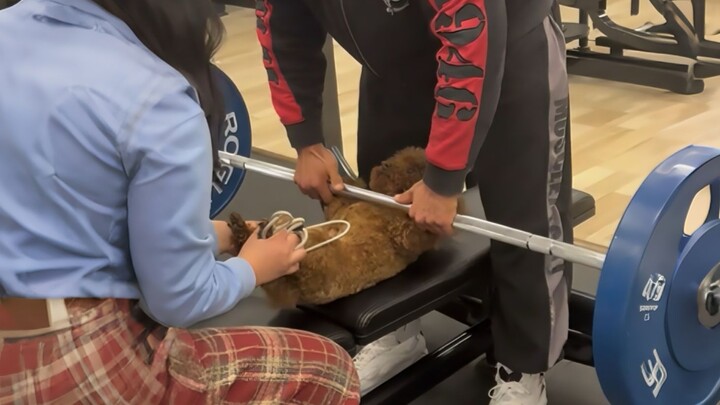 "Animal Olympic Trials"