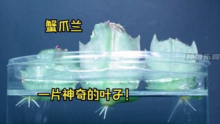 هل يمكن لورقة واحدة أن تنمو لتتحول إلى زهرة؟ نبتة مخلب السلطعون العجيبة!