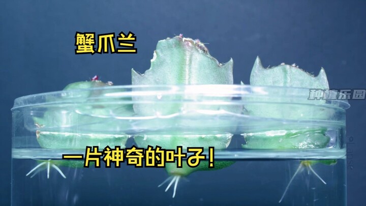 هل يمكن لورقة واحدة أن تنمو لتتحول إلى زهرة؟ نبتة مخلب السلطعون العجيبة!