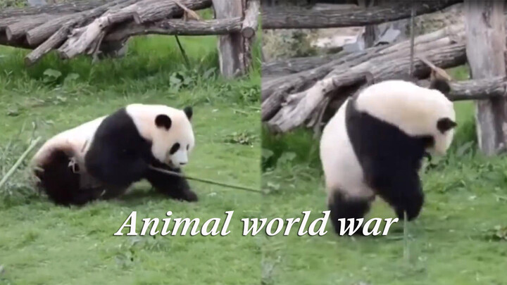 [สัตว์]" สงครามโลกสัตว์ครั้งที่สอง "
