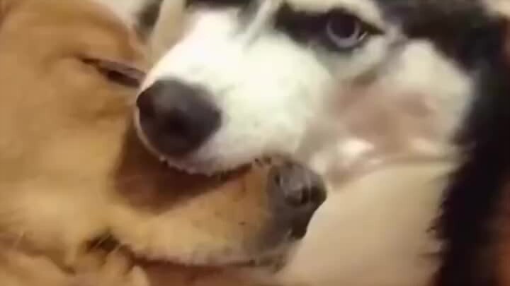 ว่ากันว่าโลกของไซบีเรียนฮัสกี้นั้น มนุษย์ปกติแทบจะเข้าไปอยู่ไม่ได้ ไม่เชื่อก็ลองดูสิ!