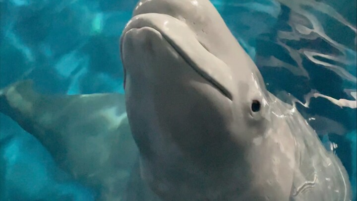 It’s not just Little Black who can do math—Big White can too!