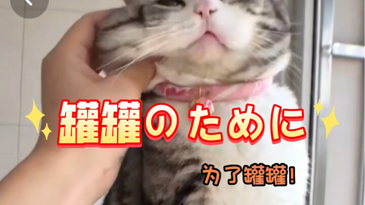 [Cat’s Original Voice] It’s Japanese—everything’s for the can-can audio source!