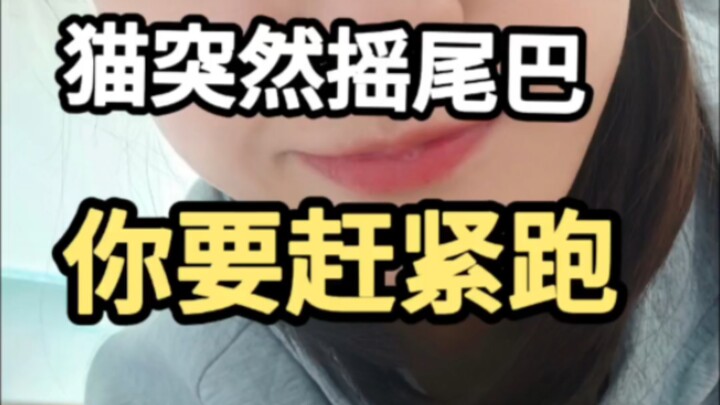 Cool Cat Tail Facts: Spot a wagging tail—hit the brakes and run!