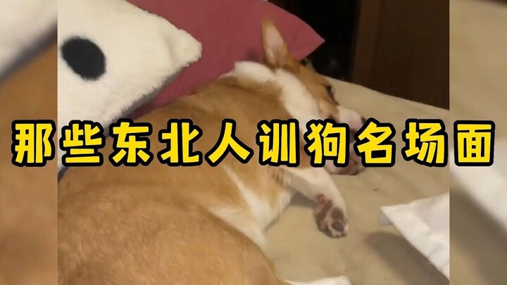 Cảnh kinh điển người Đông Bắc dạy chó: mắng cho con chó chưng hửng, tự hỏi mình có phải là chó thật 