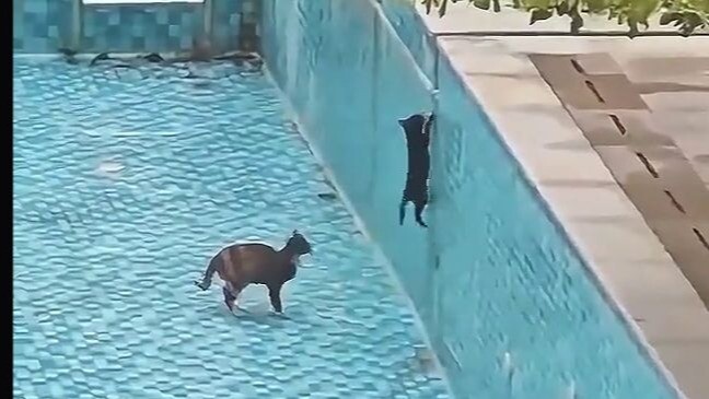 Induk kucing dengan cara yang bijak dan penuh kesabaran mengajari anak-anaknya berbagai keterampilan