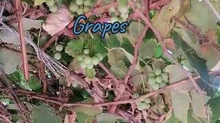 #grapes