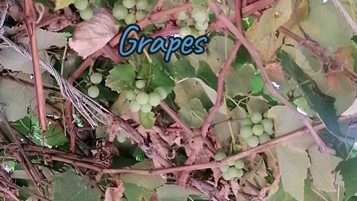 #grapes