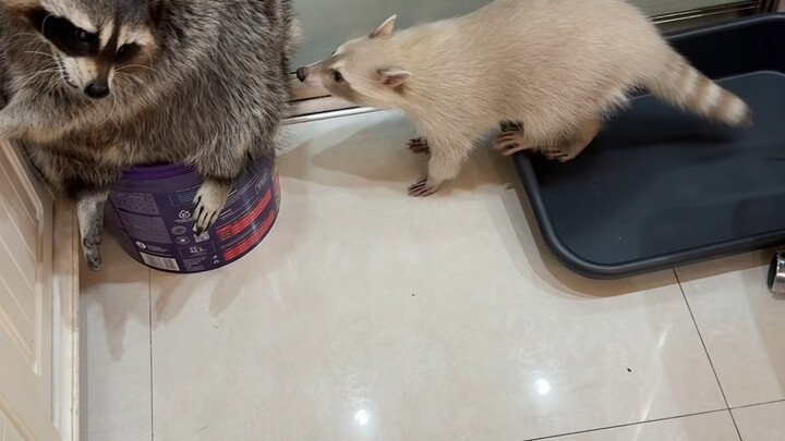 Mỗi ngày đều cần vuốt ve yêu thương cho gấu mèo #gấu_mèo