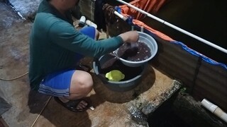 Alhamdulillah 🤲 dapat cacing sutera di umur 18 hari larva lele, Ayo kita berikan