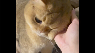 已经一天没和你贴贴了，宝宝委屈