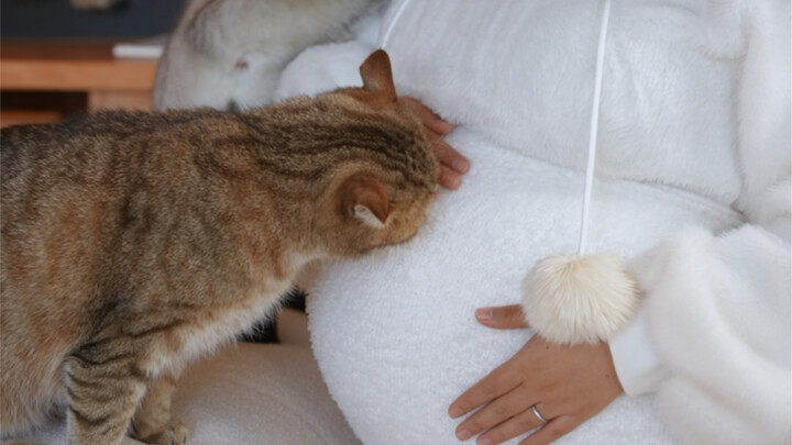 Because I insisted on keeping my cat after becoming pregnant, I've been attacked by many people.