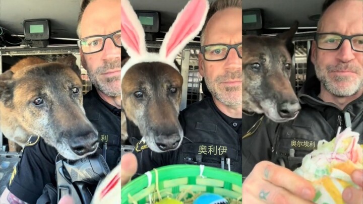 Police Dog Radar’s Snack Eating Live Stream Time