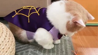 猫：这就是你说的可以显腿长的衣服？