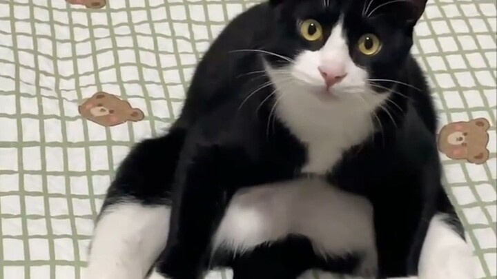 Fits my preconceived notions of a “milk-cow cat” to a T