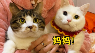 After I gave my extra breast milk to the cat, it said I was a real mother!
