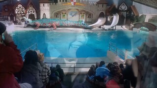 Dino Dan Trek's adventures marine reptiles episode HDTV