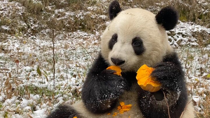 都知道大熊猫吃竹子没见过熊猫还吃这种东西