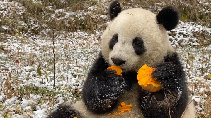 We know pandas eat bamboo but we have never seen them eat THIS