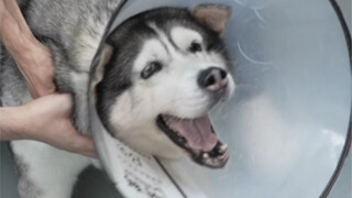 Dunia ini tidak ada yang tidak bisa diputar oleh anak anjing