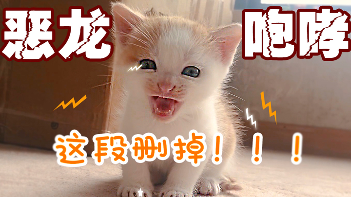 猫老大最想删掉的片段流出【幼年噬元兽】小奶猫/橘猫丢人现场