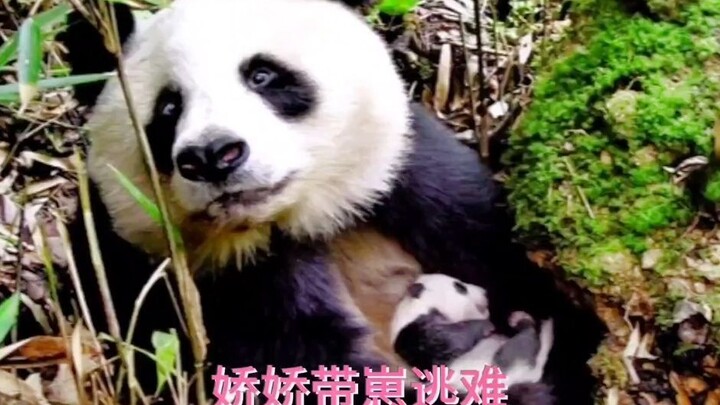 Suara ledakan saat manusia membuka lahan di pegunungan terdengar, membuat panda Jiaojiao ketakutan h