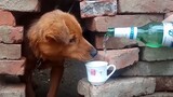 สัตว์|หมาดื่มน้ำ
