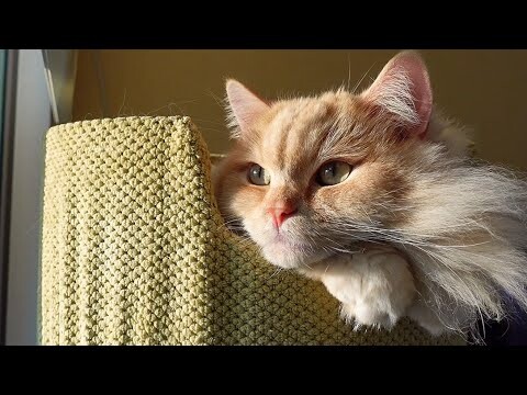 もふ猫と子猫が同じキャットタワーを使う姿が可愛すぎた… a kitten and a cat likes the same cat tree!