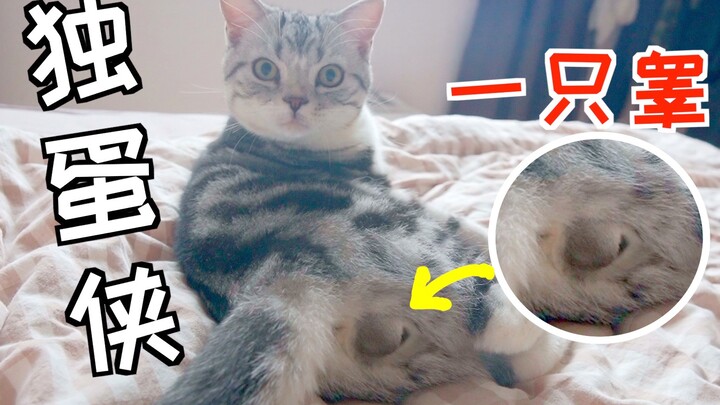 This male cat has extremely small testicles! And he only has one! He has a single testicle!!!