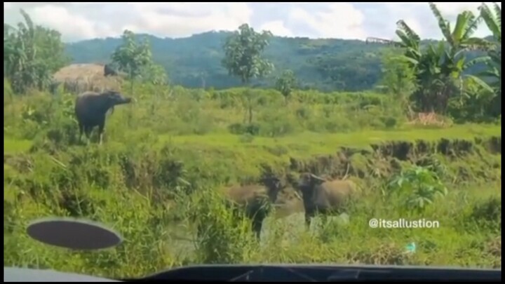 Bawi next life 😭 (Kalabaw Version)