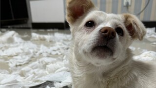 I wanted to record a video of the puppy welcoming me, but...