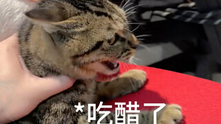 I admit it! The tabby cat is the ceiling of combat power!