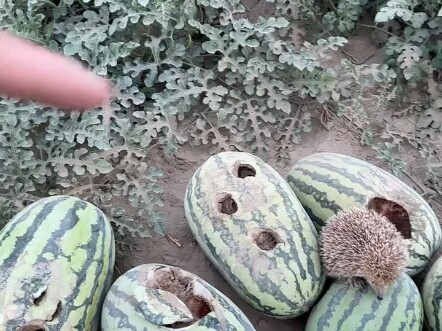 Babi hutan sudah menghancurkan banyak semangka—tangkap pencuri semangka untuk ditegur, tapi nggak ta