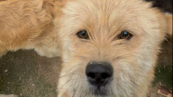 วันหนึ่งที่ถูกบังคับให้ทำงานเพื่อสุนัขจรจัด 68 ตัว