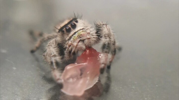 أطعمتُ عنكبوت القفز ثمرة من لبّ اليوسفي الحلو، وأعجبها كثيرًا.